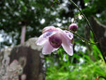 蓮華升麻