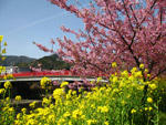 菜の花と河津桜