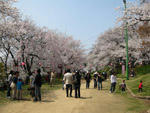烏帽子山千本桜