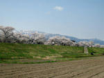 最上川堤防千本桜