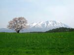 一本桜と岩手山