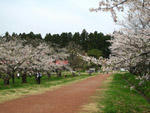小岩井農場の桜並木