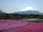 芝桜と富士山