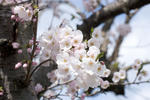 20080408sakura.jpg