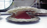P1000178.JPG