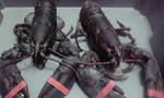 P1000203.JPG