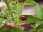IMG_0433.JPG