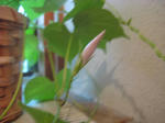 IMG_2245.JPG