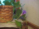 IMG_2254.JPG