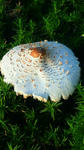 200810100717000.jpg