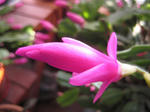 IMG_2520.JPG