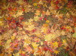 IMG_2544.JPG