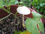 IMG_2753.JPG