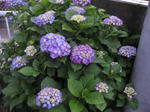IMG_3790.JPG