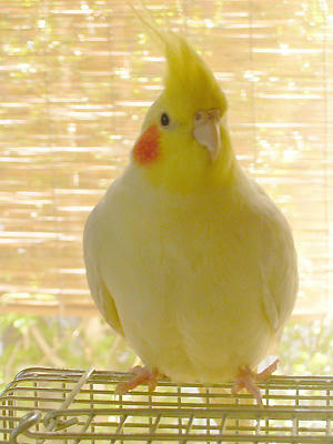 おかめタン(*´▽｀)♪