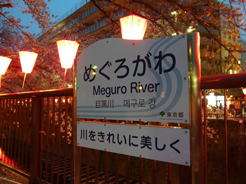目黒川の夜桜を見に