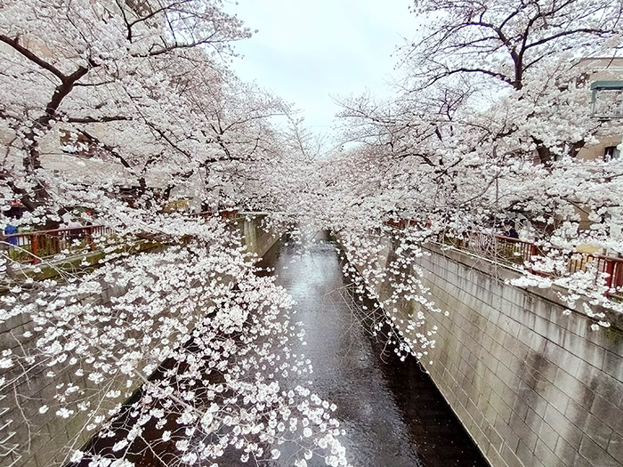 目黒川周辺散歩