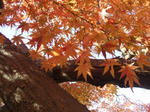 momiji.jpg