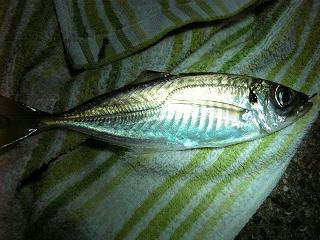 VFSH0099.JPG