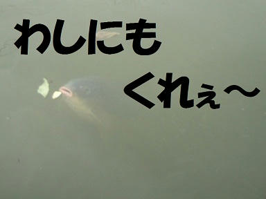 20101113-3.jpg