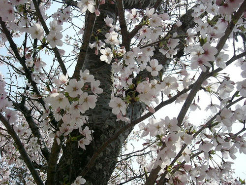 sakura.jpg