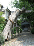 20110606_kukuchi4.JPG