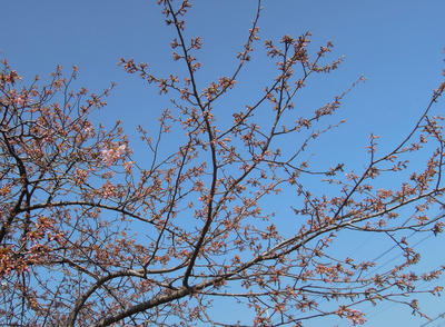 sakura.JPG