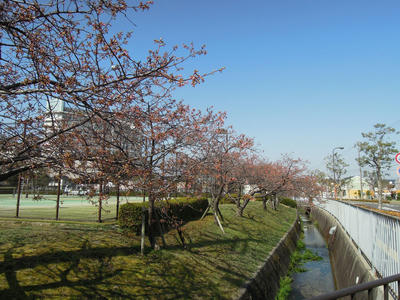 sakura1.JPG