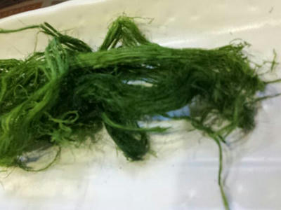 原藻青海苔　四万十川産