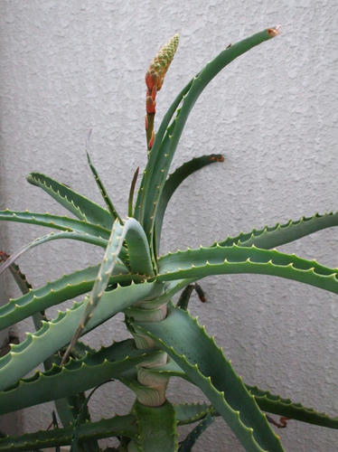 DSCF2025.jpg
