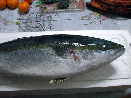 DSCF2031.jpg