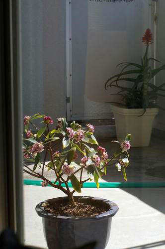IMGP2235.JPG
