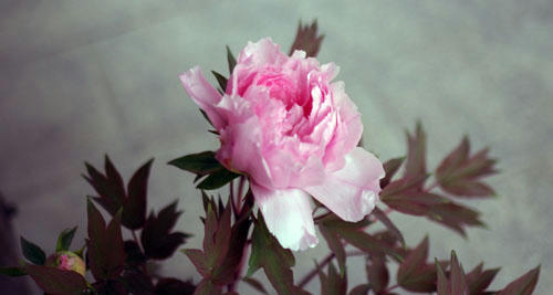 IMGP2625.JPG