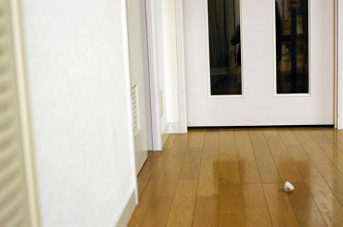 IMGP0304.JPG