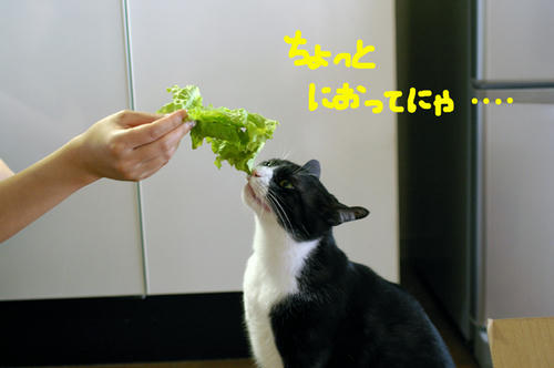 IMGP2849.JPG