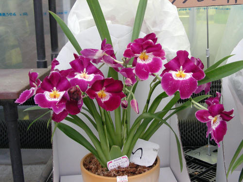 DSCN0937.JPG