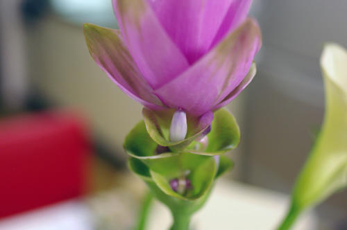 IMGP0390.JPG