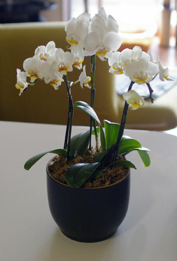 IMGP0411.JPG