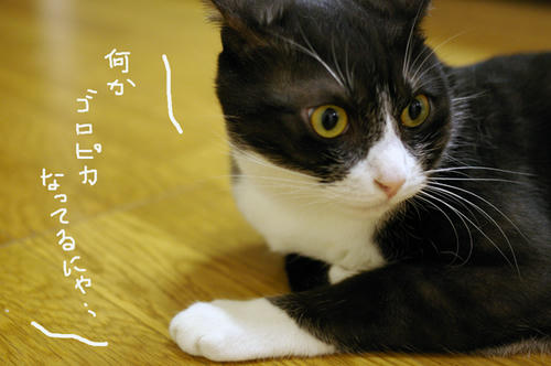IMGP0855.JPG