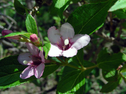 DSCN1595.JPG