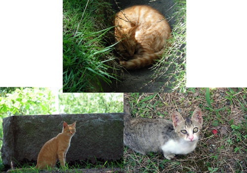 neko1.jpg