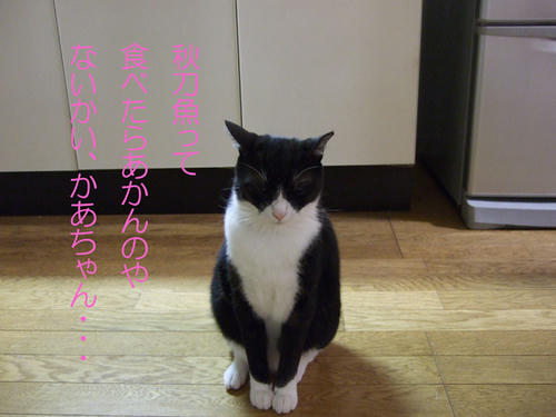 DSCF0039.jpg