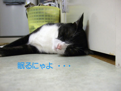 DSCF0046.jpg