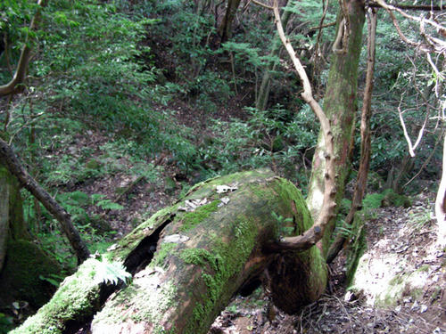 DSCN1815.jpg