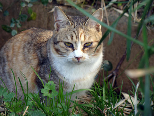 DSC00706.JPG