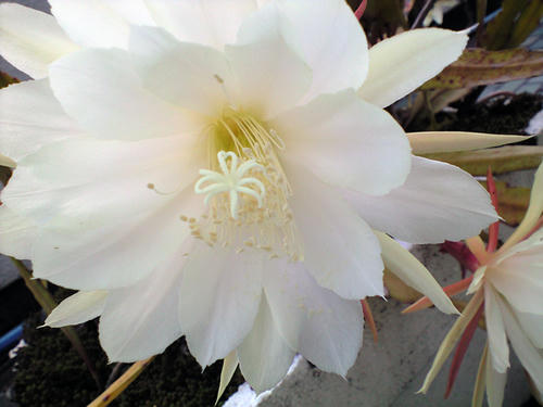 PAP_0082.JPG