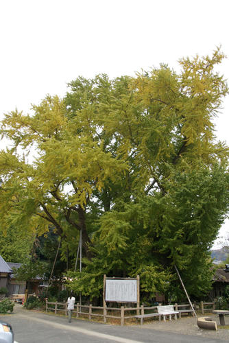 DSC00831.JPG
