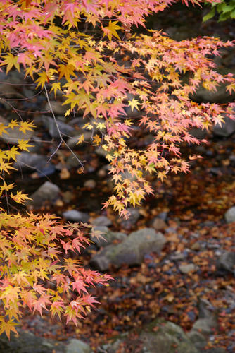 DSC00880.JPG