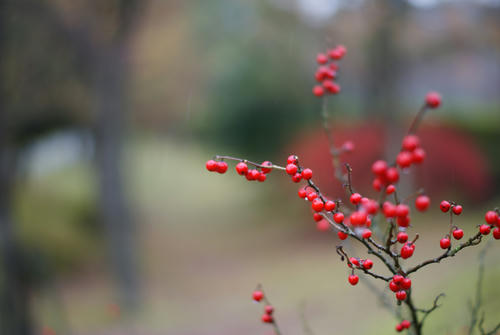 1136a77f.JPG