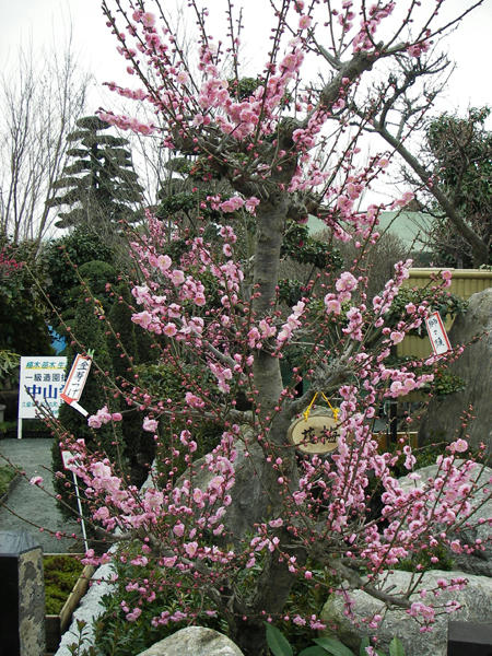 IMGP0073.JPG